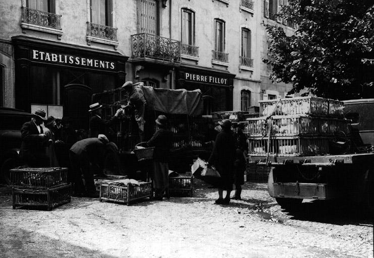 Volailles de Bresse au marché de Bourg. Chargement des camions de volailles