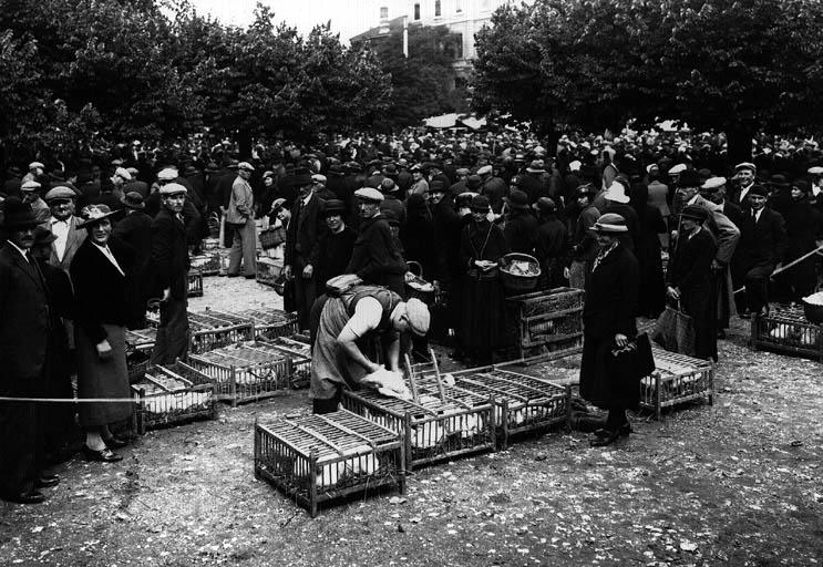 Volailles de Bresse. Le marché aux volailles à Bourg