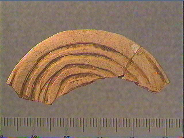rondelle;scapula