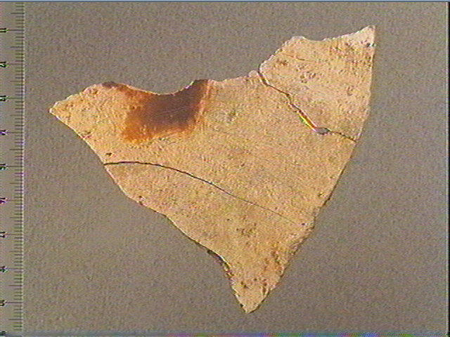 scapula