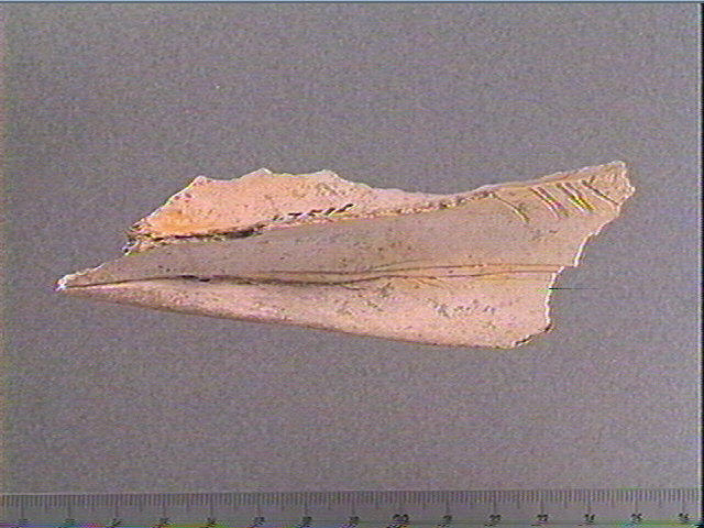 scapula