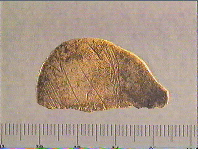 rondelle;scapula