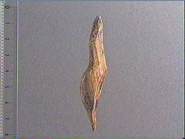 vénus