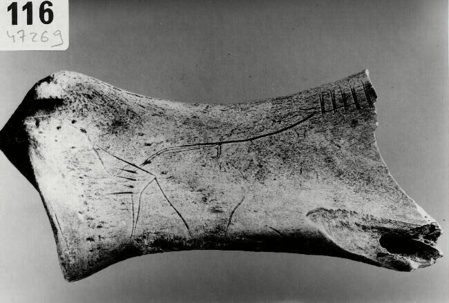 scapula (renne)