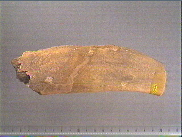femme type lalinde