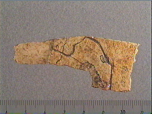 scapula