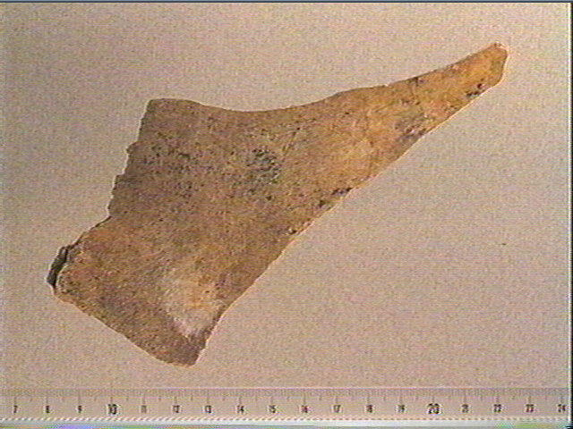 scapula