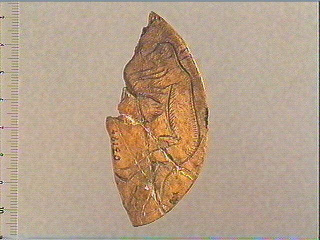 rondelle;scapula