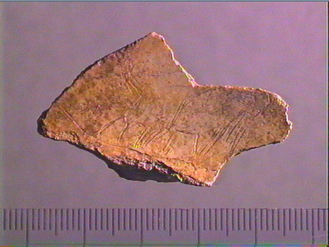 scapula