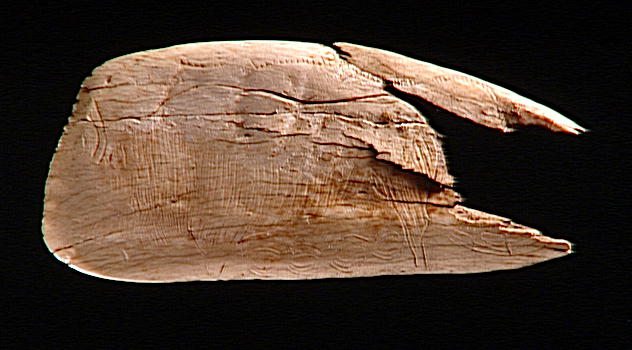 scapula (boviné)