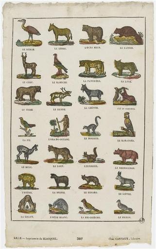 Planche animalière (titre factice)